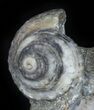 Fantastic Association (Gastropod, Ammonite, Bivalves) - England #38940-3
